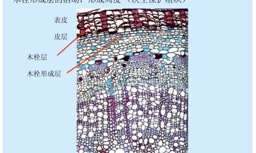 举手疗法的功效网 - 为你提供举手疗法正确图片、举手疗法真的有效吗